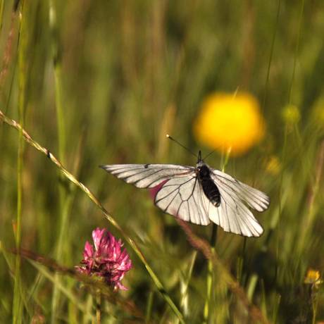 Schmetterling - cc-by Marketingbüro Wendland.Elbe 