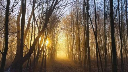 Aufgehende Sonne scheint durch Baumstämme im noch kahlen Wald