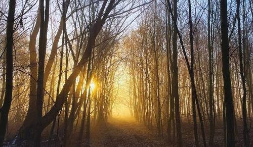 Aufgehende Sonne scheint durch Baumstämme im noch kahlen Wald