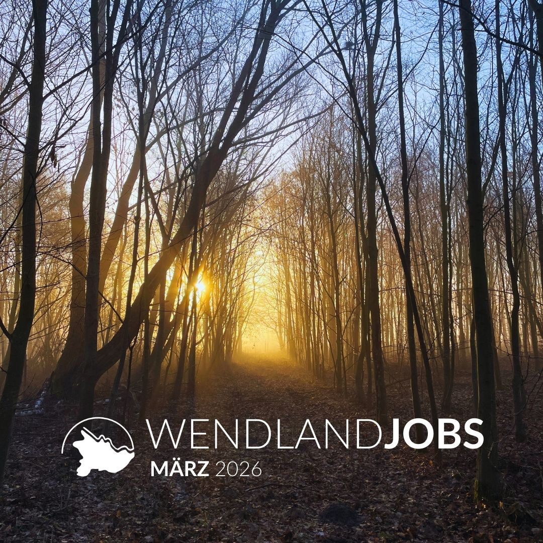 Aufgehende Sonne scheint durch Baumstämme im noch kahlen Wald